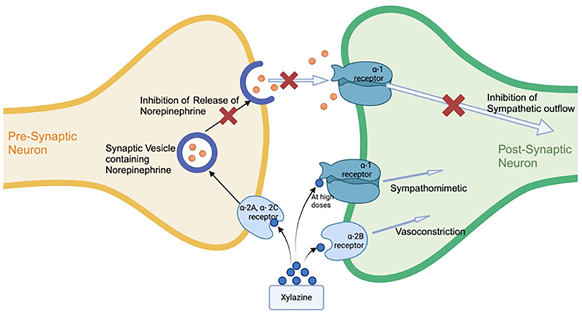 Graphic showing the xylazine method of action